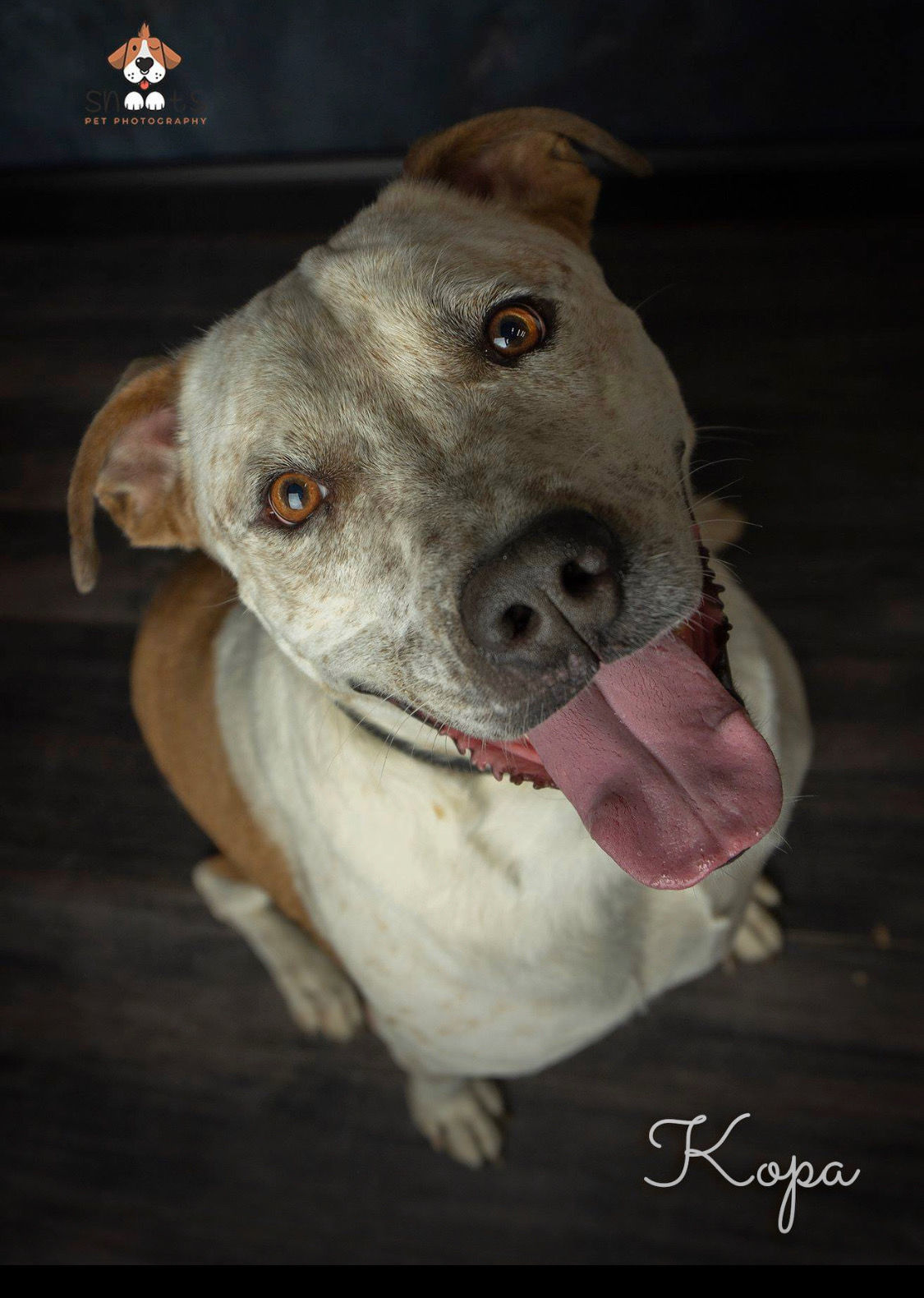 Kopa